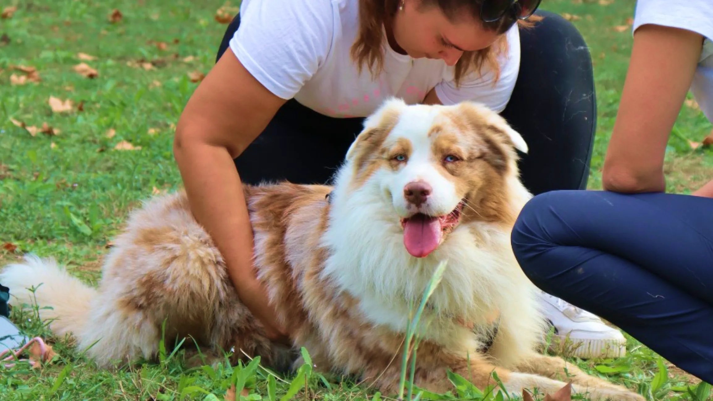 Séance d'ostéopathie sur un chien