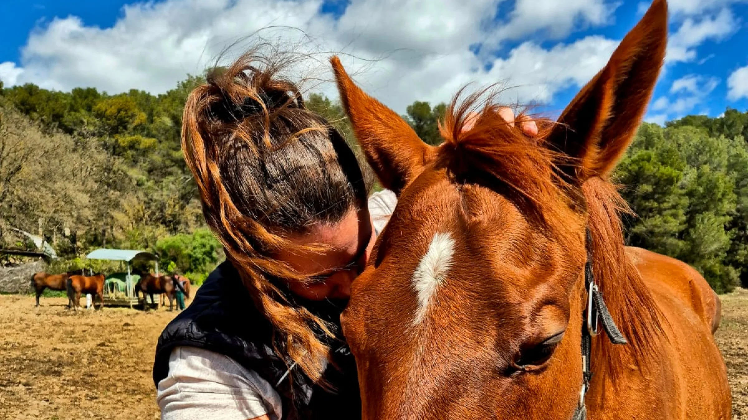 Séance d'ostéopathie sur un cheval