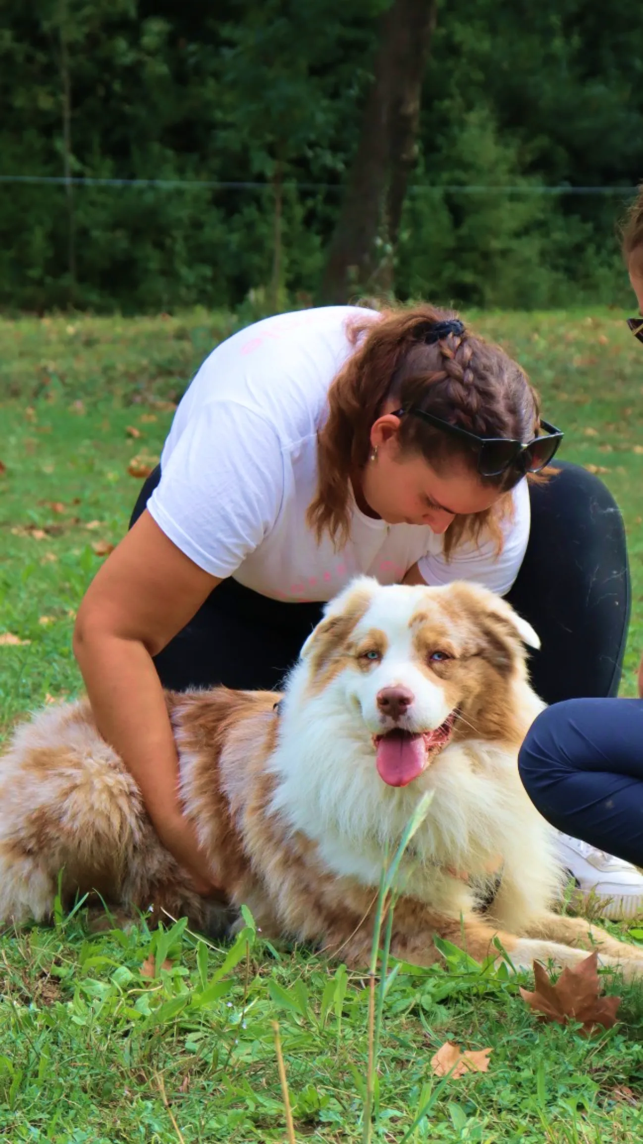 Séance d'ostéopathie sur un chien