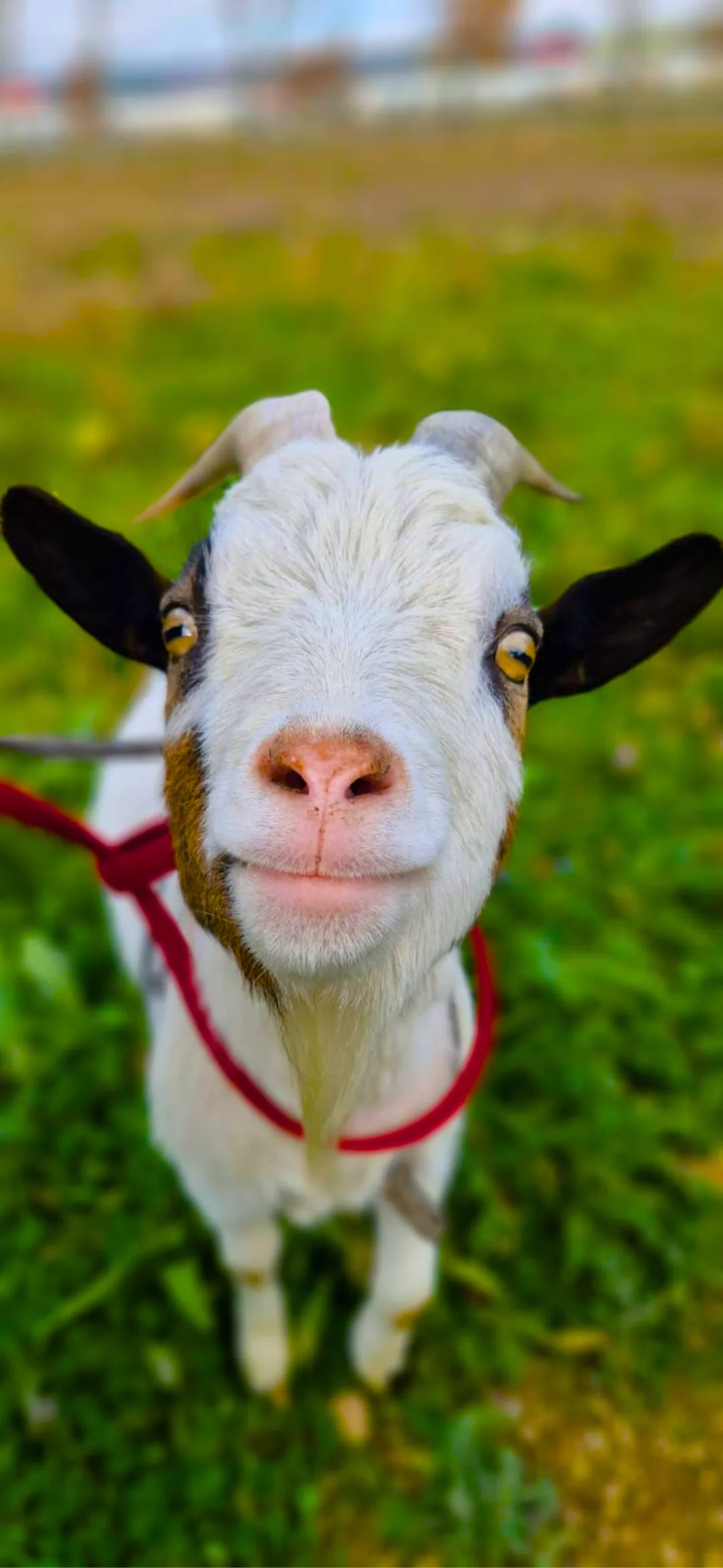 Séance d'ostéopathie sur un ruminant