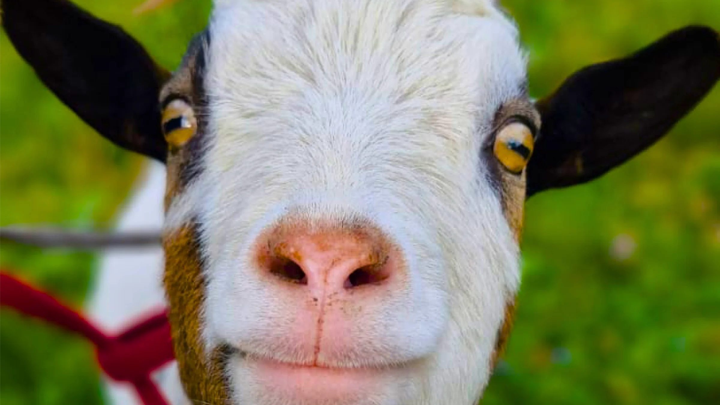 Séance d'ostéopathie sur un ruminant